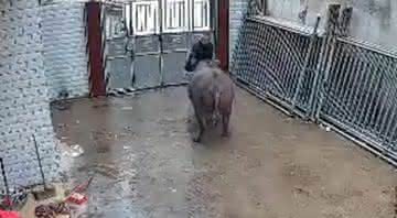 Imagem do búfalo indo de encontro com o homem - AsiaWire
