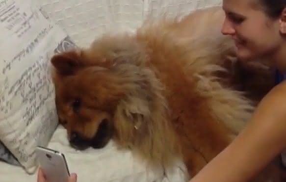 Cachorra interagindo com a dona pela tela do celular - Instagram