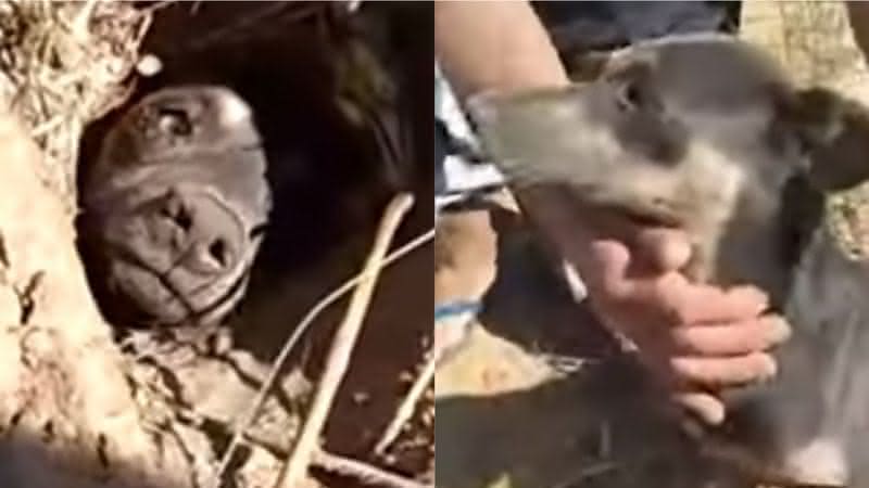 Imagens do resgate do cachorro enterrado vivo em Santa Catarina - Youtube