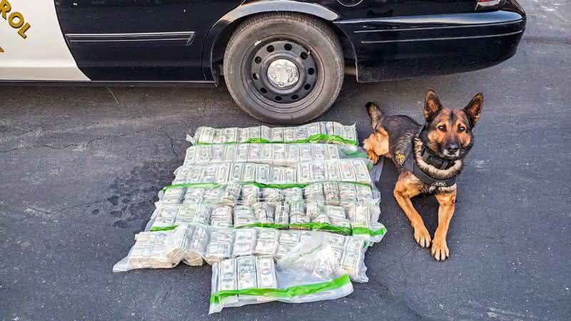 Cachorro junto do dinheiro encontrado pelo policial - Facebook/Patrulha Rodoviária de Merced