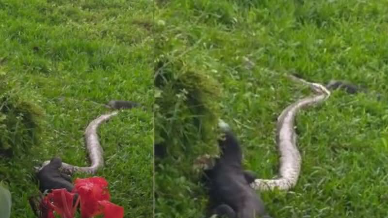 Lagarto-monitor devorando uma cobra - YouTube