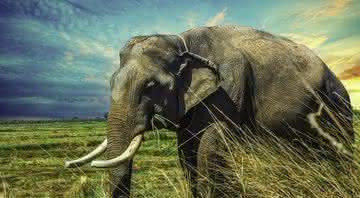 Ao tentar fugir de uma elefanta, por se sentir ameaçado, um guarda florestal foi atingido e acabou morrendo - เอกลักษณ์ มะลิซ้อน/Pixabay