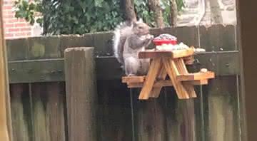 Foto do piquenique feito para o esquilo no quintal - Twitter