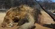 Leão em cativeiro ao ser caçado - Lord Ashcroft on Wildlife/Youtube