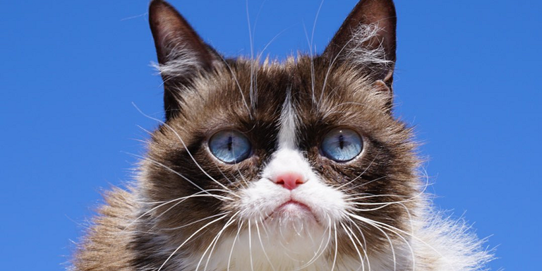 Grumpy Cat. - Reprodução/Twitter