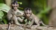 Macacos eram escravizados e obrigados a colher cocos, além de entreter turistas, no Sul da Tailândia - Free Photos/Pixabay