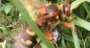 Imagem da vespa asiática "assassina" em vídeo matando rato - Youtube
